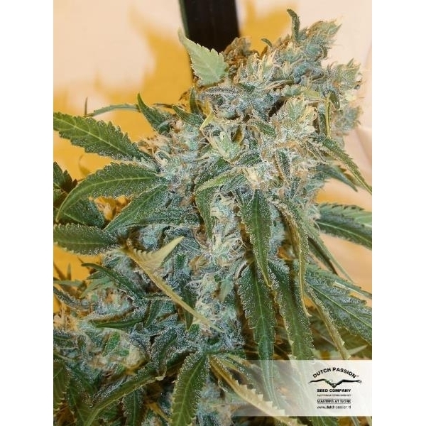 Strawberry Cough (Dutch Passion) Feminiserede