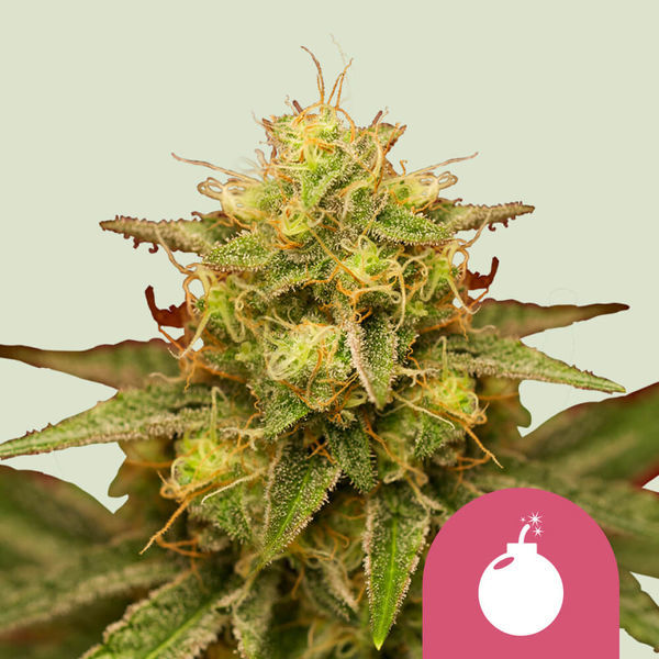 Royal Domina (Royal Queen Seeds) Feminiserede