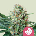 Royal Cookies (Royal Queen Seeds) Feminiserede