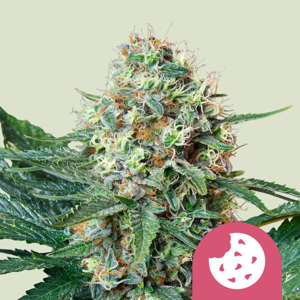 Royal Cookies (Royal Queen Seeds) Feminiserede