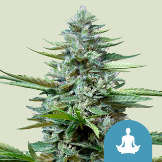 Stress Killer Automatic (Royal Queen Seeds) feminiserede cannabisfr&oslash;