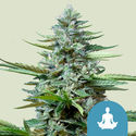 Stress Killer Autoflower (Royal Queen Seeds) Feminiserede