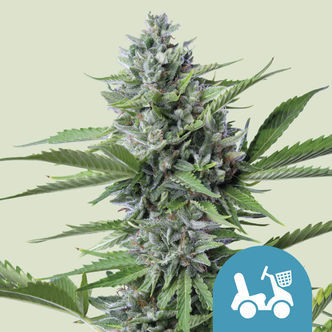 Fast Eddy Automatic (Royal Queen Seeds) feminiserede cannabisfr&oslash;