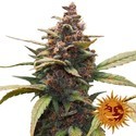 Ayahuasca Purple (Barney's Farm) Feminiserede