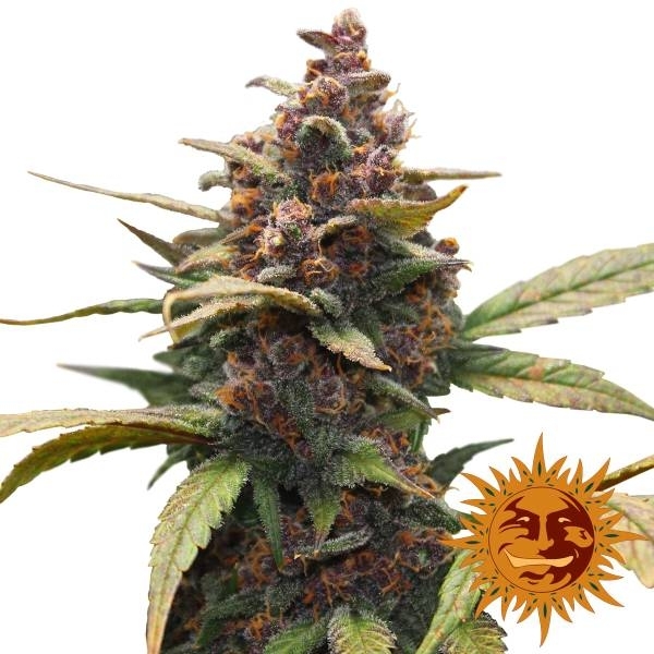Ayahuasca Purple (Barney's Farm) Feminiserede