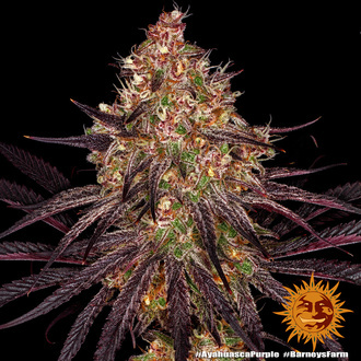 Ayahuasca Purple (Barney's Farm) Feminiserede