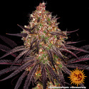 Ayahuasca Purple (Barney's Farm) Feminiserede