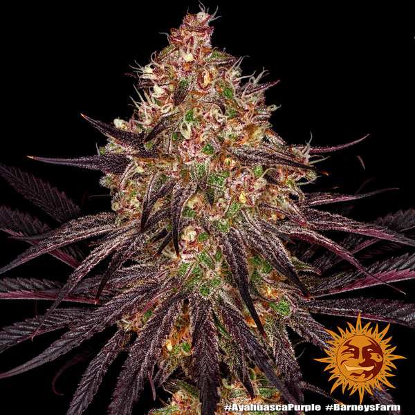 Ayahuasca Purple (Barney's Farm) Feminiserede