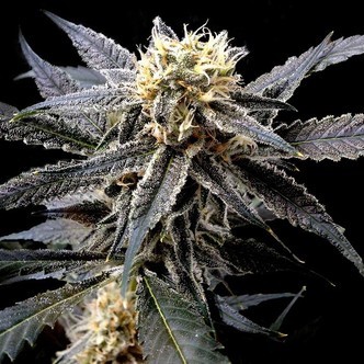 Strawberry Banana (Reserva Privada) feminiserede cannabisfr&oslash;
