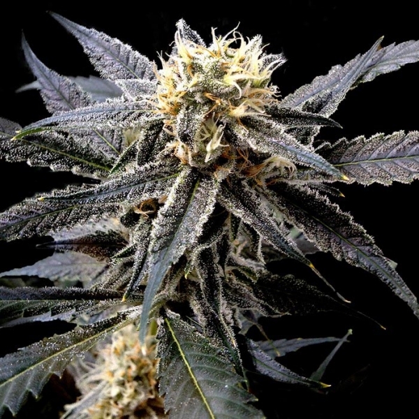 Strawberry Banana (DNA Genetics) Feminiserede