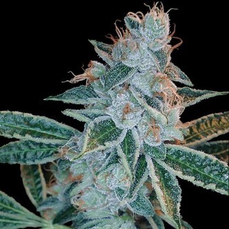 Lemon OG Kush (DNA Genetics) feminiserede cannabisfr&oslash;