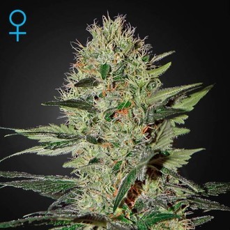 Exodus Cheese Autoflowering (Greenhouse Seeds) Feminiserede