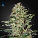 Exodus Cheese Autoflowering (Greenhouse Seeds) Feminiserede