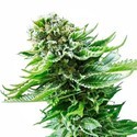 Northern Lights Autoflower (White Label) Feminiserede