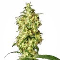 White Widow Autoflower (White Label) Feminiserede
