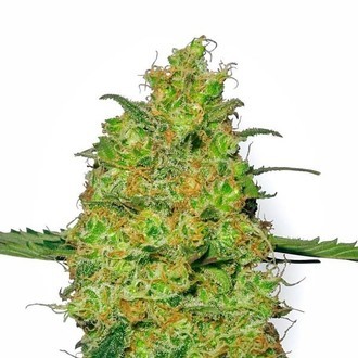 Master Kush (White Label) Feminiserede