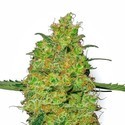 Master Kush (White Label) Feminiserede