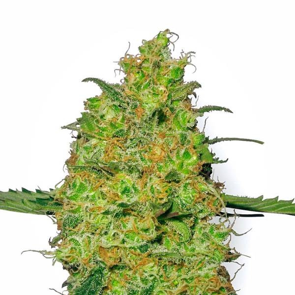 Master Kush (White Label) Feminiserede