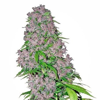 Purple Bud (White Label) Feminiserede