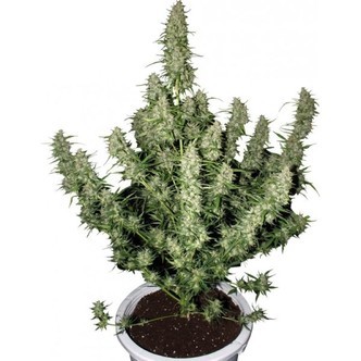 Magnum (Buddha Seeds) feminiseret