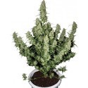 Magnum (Buddha Seeds) Feminiserede