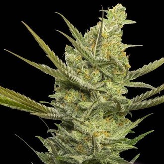 Gipsy Haze (Eva Seeds) Feminiserede