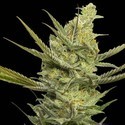 Gipsy Haze (Eva Seeds) Feminiserede
