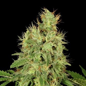 CBD-Chronic (Serious Seeds) Feminiserede