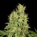 CBD-Chronic (Serious Seeds) Feminiserede