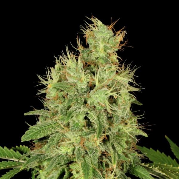 CBD-Chronic (Serious Seeds) Feminiserede
