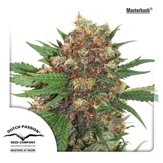 Master Kush (Dutch Passion) Feminiserede