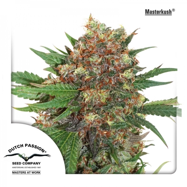 Master Kush (Dutch Passion) Feminiserede