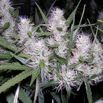 Master Kush (Dutch Passion) Feminiserede