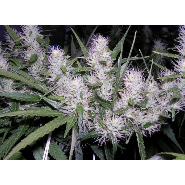 Master Kush (Dutch Passion) Feminiserede