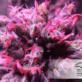 Master Kush (Dutch Passion) Feminiserede