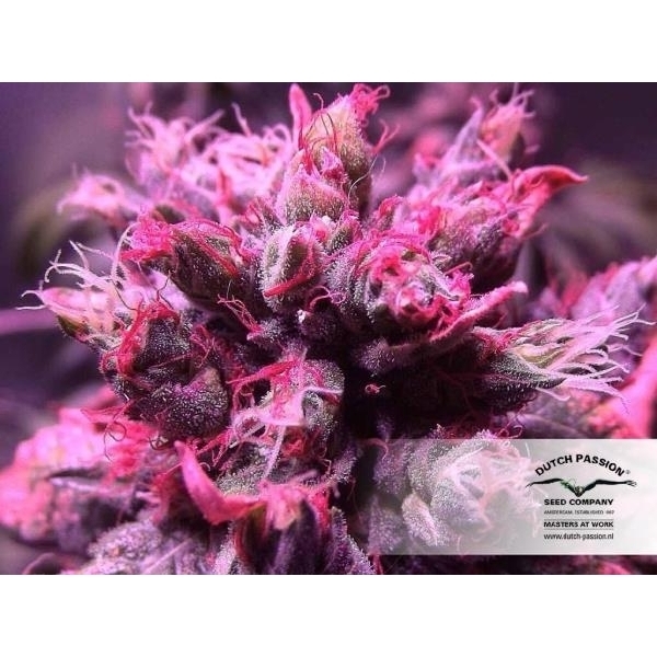 Master Kush (Dutch Passion) Feminiserede