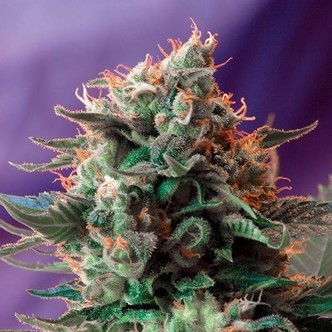 Jack 47 - F1 Fast Version (Sweet Seeds) feminiserede cannabisfr&oslash;