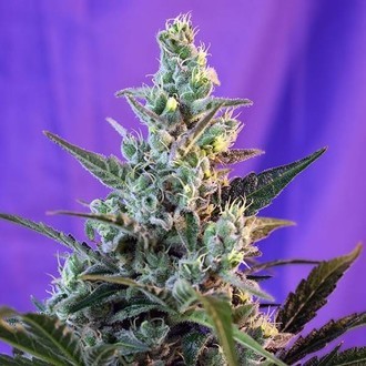 Sweet Skunk - F1 hurtig version (Sweet Seeds) Feminiserede