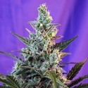 Sweet Skunk - F1 hurtig version (Sweet Seeds) Feminiserede
