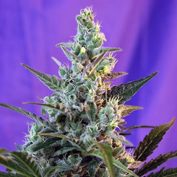 Sweet Skunk - F1 hurtig version (Sweet Seeds) Feminiserede