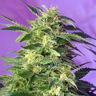 Killer Kush Auto (Sweet Seeds) feminiserede
