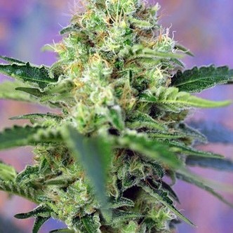 Crystal Candy (Sweet Seeds) feminiserede