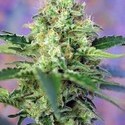 Crystal Candy (Sweet Seeds) Feminiserede
