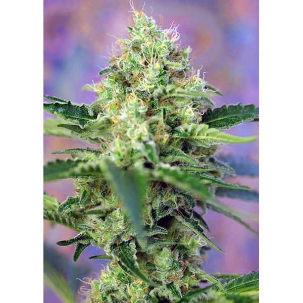 Crystal Candy (Sweet Seeds) Feminiserede