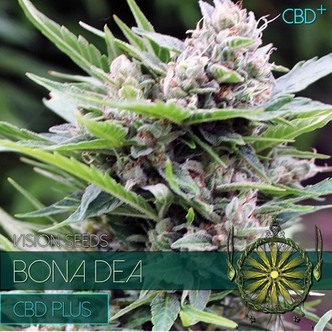Bona Dea (Vision Seeds) feminiseret