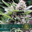 Bona Dea CBD (Vision Seeds) Feminiserede