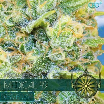 Medical 49 (Vision Seeds) feminiserede cannabisfr&oslash;