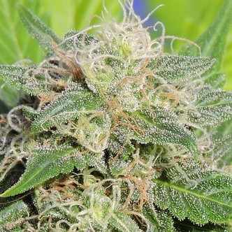 Super Auto Lemon Haze (Original Sensible Seeds) feminiserede