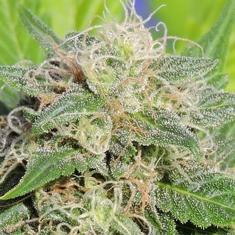 Super Auto Lemon Haze (Original Sensible) Feminiserede