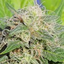 Super Auto Lemon Haze (Original Sensible) Feminiserede